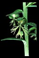 01117-00004-Ragged-fringed Orchid, Platanthera lacera.jpg