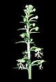 01117-00008-Ragged-fringed Orchid, Platanthera lacera.jpg