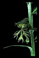 01117-00009-Ragged-fringed Orchid, Platanthera lacera.jpg