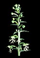 01117-00010-Ragged-fringed Orchid, Platanthera lacera.jpg