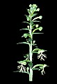 01117-00012-Ragged-fringed Orchid, Platanthera lacera.jpg