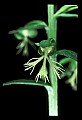 01117-00013-Ragged-fringed Orchid, Platanthera lacera.jpg