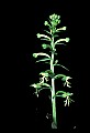 01117-00014-Ragged-fringed Orchid, Platanthera lacera.jpg