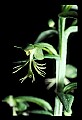 01117-00015-Ragged-fringed Orchid, Platanthera lacera.jpg