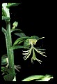 01117-00017-Ragged-fringed Orchid, Platanthera lacera.jpg