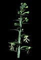 01117-00018-Ragged-fringed Orchid, Platanthera lacera.jpg
