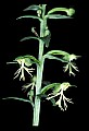01117-00020-Ragged-fringed Orchid, Platanthera lacera.jpg