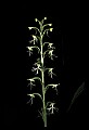 01117-00022-Ragged-fringed Orchid, Platanthera lacera.jpg