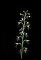 01117-00023-Ragged-fringed Orchid, Platanthera lacera.jpg