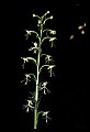 01117-00024-Ragged-fringed Orchid, Platanthera lacera.jpg