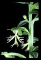 01117-00025-Ragged-fringed Orchid, Platanthera lacera.jpg