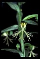 01117-00027-Ragged-fringed Orchid, Platanthera lacera.jpg