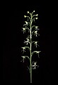 01117-00028-Ragged-fringed Orchid, Platanthera lacera.jpg