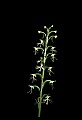 01117-00029-Ragged-fringed Orchid, Platanthera lacera.jpg