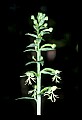 01117-00031-Ragged-fringed Orchid, Platanthera lacera.jpg