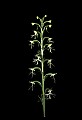 01117-00033-Ragged-fringed Orchid, Platanthera lacera.jpg
