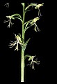 01117-00034-Ragged-fringed Orchid, Platanthera lacera.jpg
