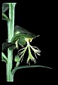 01117-00036-Ragged-fringed Orchid, Platanthera lacera.jpg