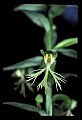 01117-00037-Ragged-fringed Orchid, Platanthera lacera.jpg