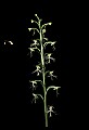 01117-00038-Ragged-fringed Orchid, Platanthera lacera.jpg
