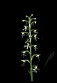 01117-00039-Ragged-fringed Orchid, Platanthera lacera.jpg