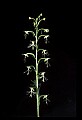 01117-00040-Ragged-fringed Orchid, Platanthera lacera.jpg