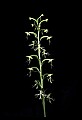 01117-00041-Ragged-fringed Orchid, Platanthera lacera.jpg