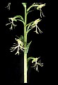01117-00042-Ragged-fringed Orchid, Platanthera lacera.jpg