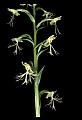 01117-00043-Ragged-fringed Orchid, Platanthera lacera.jpg