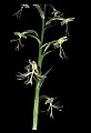 01117-00044-Ragged-fringed Orchid, Platanthera lacera.jpg