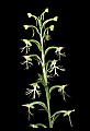 01117-00045-Ragged-fringed Orchid, Platanthera lacera.jpg