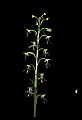 01117-00046-Ragged-fringed Orchid, Platanthera lacera.jpg