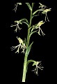01117-00047-Ragged-fringed Orchid, Platanthera lacera.jpg
