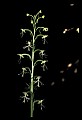 01117-00048-Ragged-fringed Orchid, Platanthera lacera.jpg