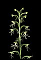01117-00049-Ragged-fringed Orchid, Platanthera lacera.jpg