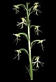 01117-00050-Ragged-fringed Orchid, Platanthera lacera.jpg