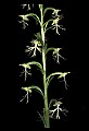 01117-00051-Ragged-fringed Orchid, Platanthera lacera.jpg