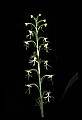 01117-00052-Ragged-fringed Orchid, Platanthera lacera.jpg