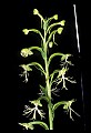 01117-00053-Ragged-fringed Orchid, Platanthera lacera.jpg