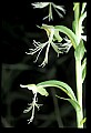 01117-00055-Ragged-fringed Orchid, Platanthera lacera.jpg