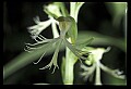 01117-00056-Ragged-fringed Orchid, Platanthera lacera.jpg