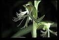 01117-00057-Ragged-fringed Orchid, Platanthera lacera.jpg