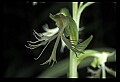 01117-00058-Ragged-fringed Orchid, Platanthera lacera.jpg