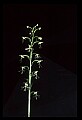 01117-00059-Ragged-fringed Orchid, Platanthera lacera.jpg