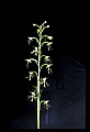 01117-00060-Ragged-fringed Orchid, Platanthera lacera.jpg