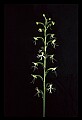 01117-00061-Ragged-fringed Orchid, Platanthera lacera.jpg
