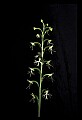 01117-00062-Ragged-fringed Orchid, Platanthera lacera.jpg