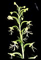 01117-00063-Ragged-fringed Orchid, Platanthera lacera.jpg
