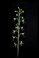 01117-00064-Ragged-fringed Orchid, Platanthera lacera.jpg
