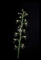 01117-00065-Ragged-fringed Orchid, Platanthera lacera.jpg